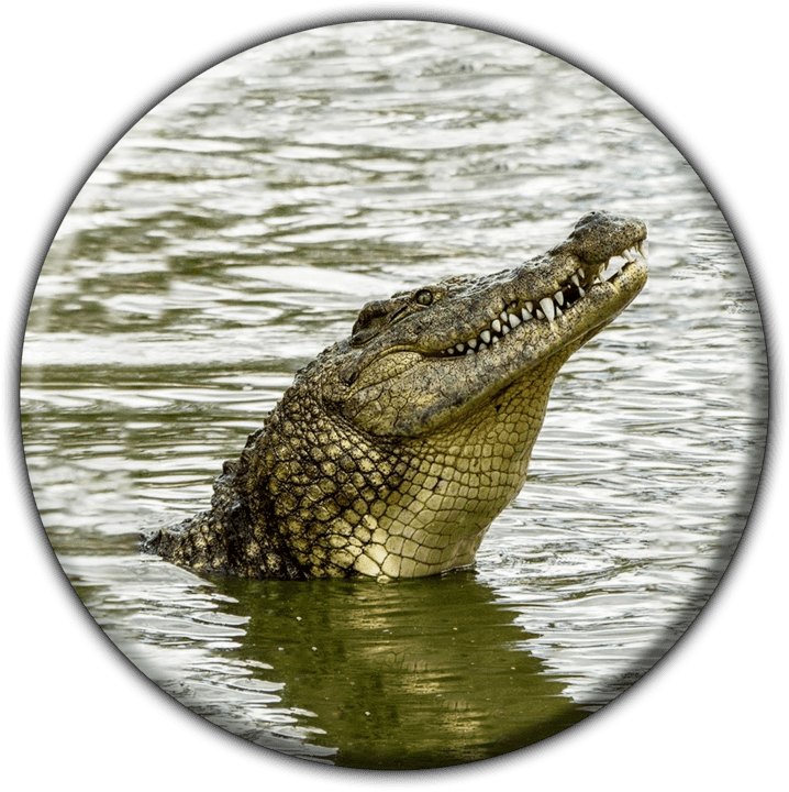 Crocodile Farm Otjiwarongo banner