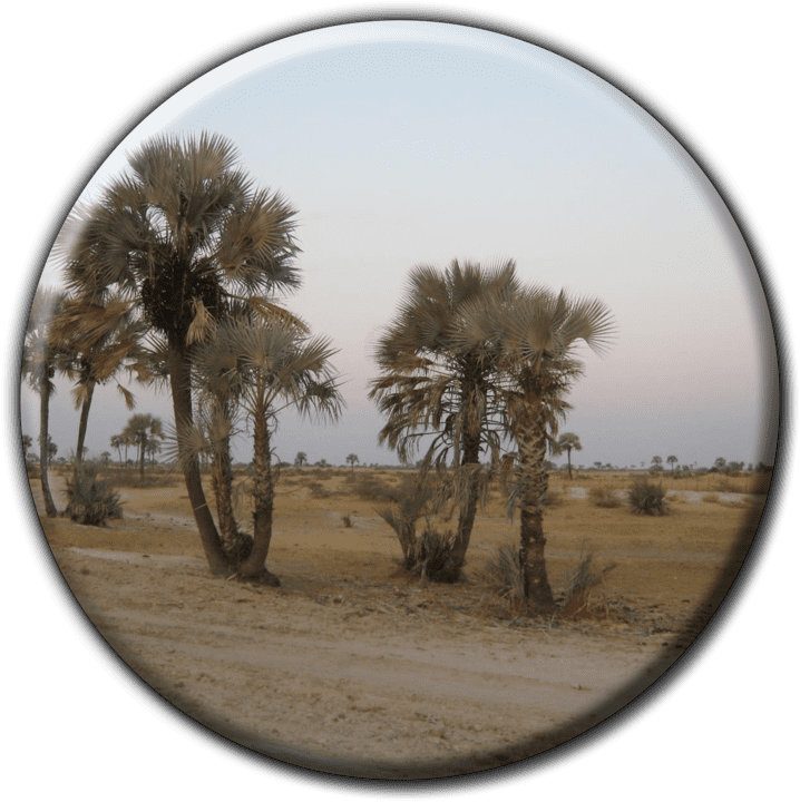 Cheetah Backpacker's and Safari & Car Hire banner