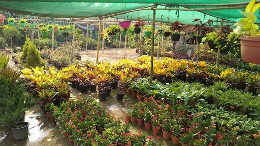 Oshakati Garden Centre - Nurseries in Oshakati, Namibia